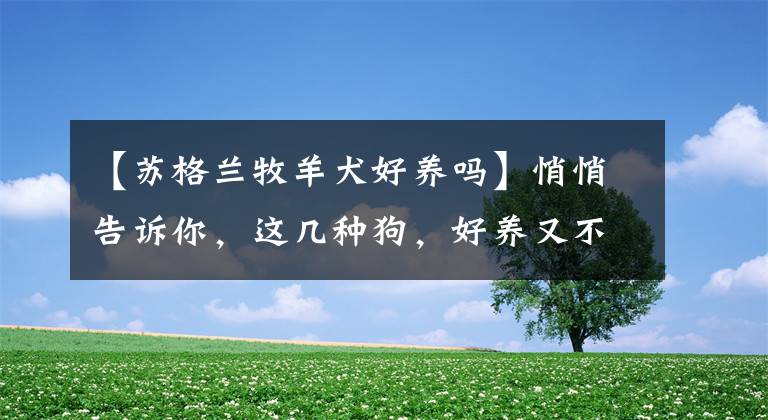 【蘇格蘭牧羊犬好養(yǎng)嗎】悄悄告訴你，這幾種狗，好養(yǎng)又不生病