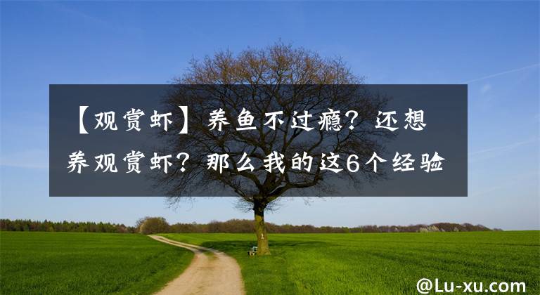 【觀賞蝦】養(yǎng)魚不過癮？還想養(yǎng)觀賞蝦？那么我的這6個(gè)經(jīng)驗(yàn)?zāi)阋?></a></div> <div   id=