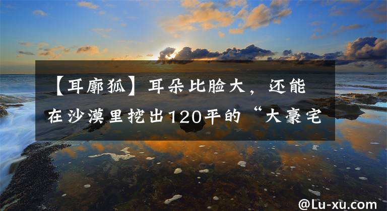 【耳廓狐】耳朵比臉大，還能在沙漠里挖出120平的“大豪宅”，耳廓狐做到了