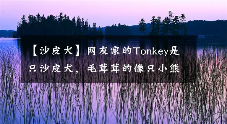 【沙皮犬】網(wǎng)友家的Tonkey是只沙皮犬，毛茸茸的像只小熊，好喜歡捏它的臉盤