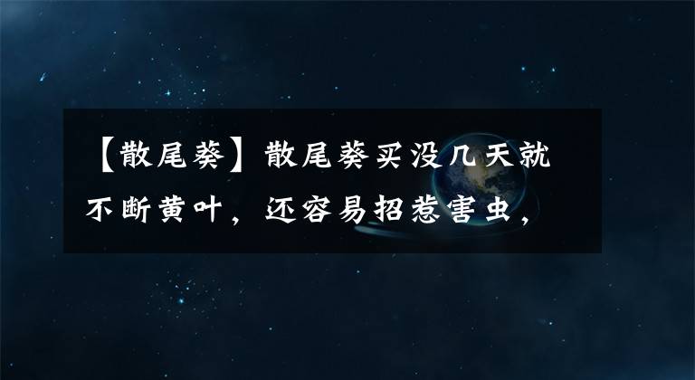 【散尾葵】散尾葵買沒幾天就不斷黃葉，還容易招惹害蟲，真有這么難養(yǎng)嗎？