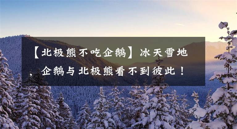 【北極熊不吃企鵝】冰天雪地，企鵝與北極熊看不到彼此！北極熊去南極捕食，會(huì)如何？