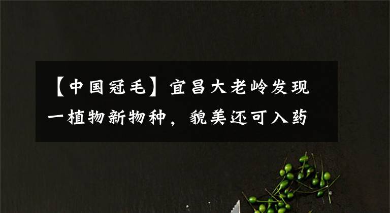 【中國冠毛】宜昌大老嶺發(fā)現(xiàn)一植物新物種，貌美還可入藥