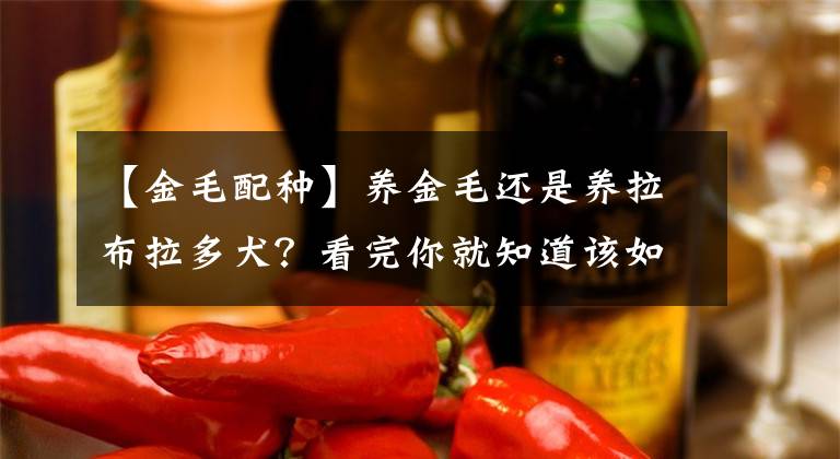 【金毛配種】養(yǎng)金毛還是養(yǎng)拉布拉多犬？看完你就知道該如何選擇