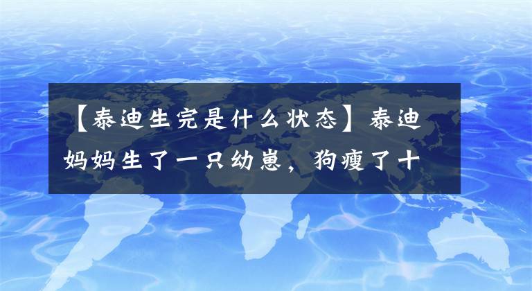 【泰迪生完是什么狀態(tài)】泰迪媽媽生了一只幼崽，狗瘦了十多斤，露出委屈的表情。他們每天吸我的血。