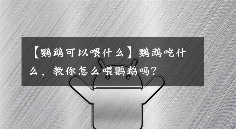 【鸚鵡可以喂什么】鸚鵡吃什么，教你怎么喂鸚鵡嗎？