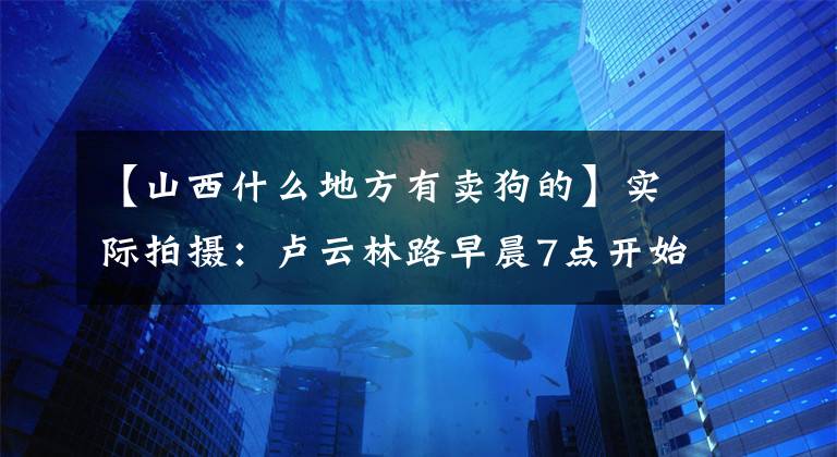 【山西什么地方有賣狗的】實際拍攝：盧云林路早晨7點開始場，20韓元和1000韓元的狗也表現(xiàn)出同樣的感情