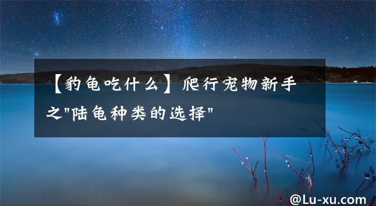 【豹龜吃什么】爬行寵物新手之"陸龜種類的選擇"