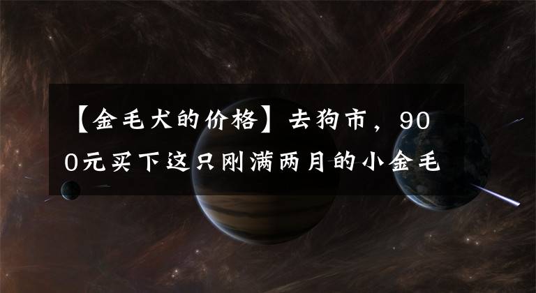 【金毛犬的價格】去狗市，900元買下這只剛滿兩月的小金毛，我們的噩夢就開始了