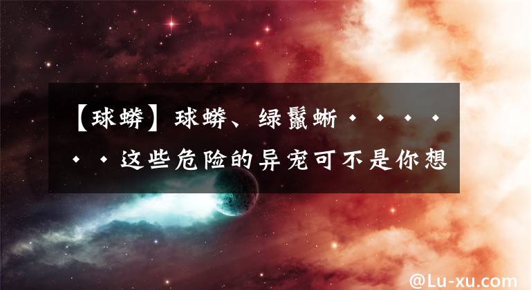 【球蟒】球蟒、綠鬣蜥······這些危險的異寵可不是你想寵就能寵的！