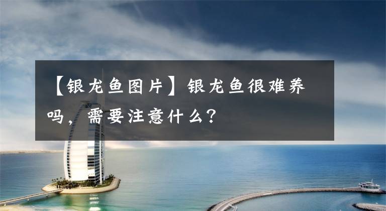 【銀龍魚圖片】銀龍魚很難養(yǎng)嗎，需要注意什么？