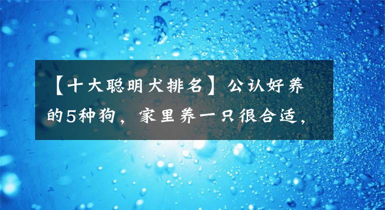 【十大聰明犬排名】公認好養(yǎng)的5種狗，家里養(yǎng)一只很合適，壽命很長，還越養(yǎng)越值錢