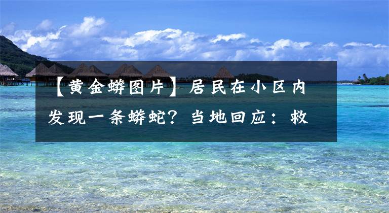 【黃金蟒圖片】居民在小區(qū)內(nèi)發(fā)現(xiàn)一條蟒蛇？當(dāng)?shù)鼗貞?yīng)：救助的，已死亡