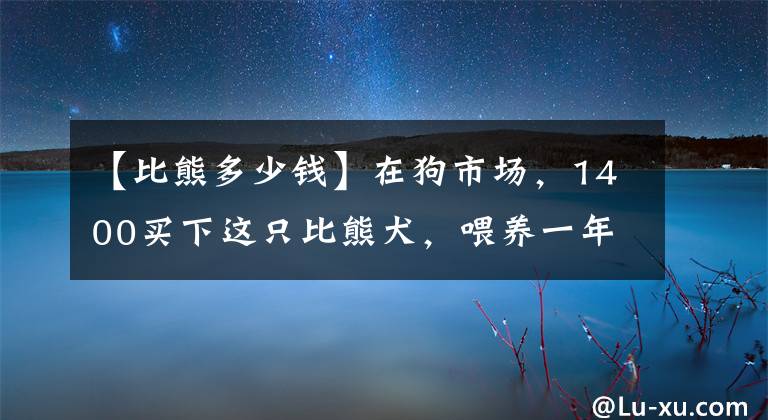 【比熊多少錢】在狗市場(chǎng)，1400買下這只比熊犬，喂養(yǎng)一年后，我的噩夢(mèng)就開始了