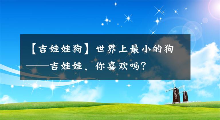 【吉娃娃狗】世界上最小的狗——吉娃娃，你喜歡嗎？