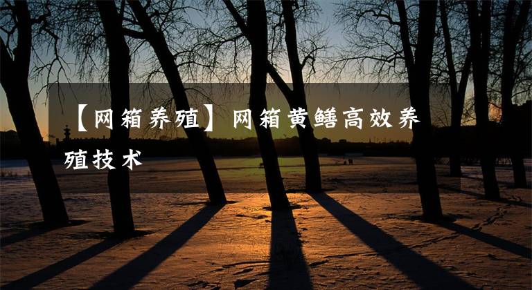 【網(wǎng)箱養(yǎng)殖】網(wǎng)箱黃鱔高效養(yǎng)殖技術(shù)