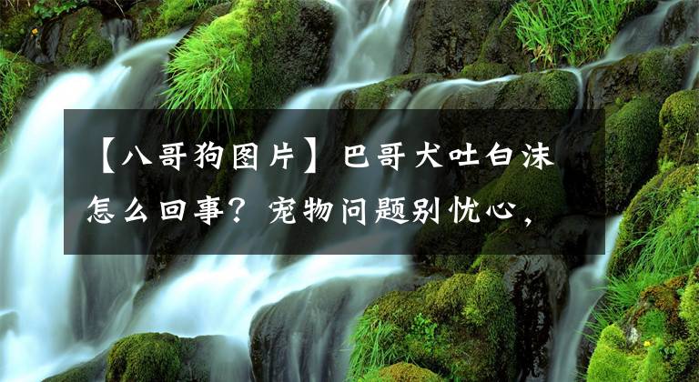 【八哥狗圖片】巴哥犬吐白沫怎么回事？寵物問題別憂心，熱心的小編來幫忙