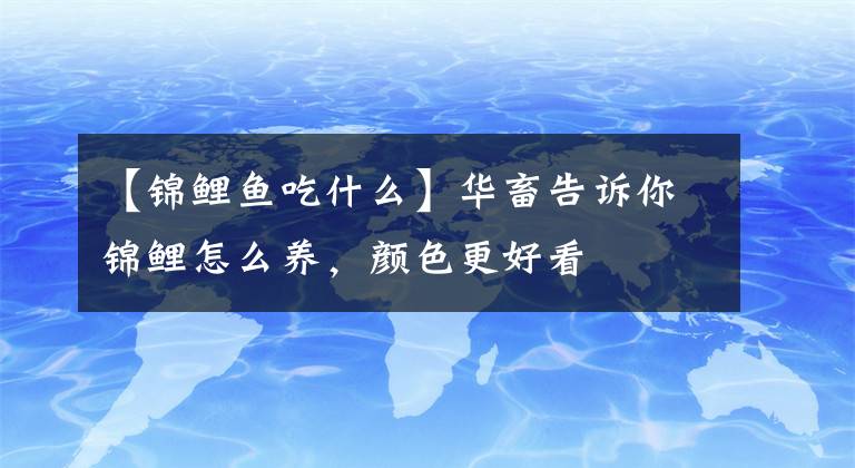 【錦鯉魚吃什么】華畜告訴你錦鯉怎么養(yǎng)，顏色更好看