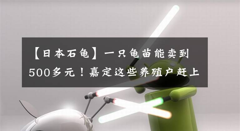 【日本石龜】一只龜苗能賣到500多元！嘉定這些養(yǎng)殖戶趕上了“風(fēng)口”