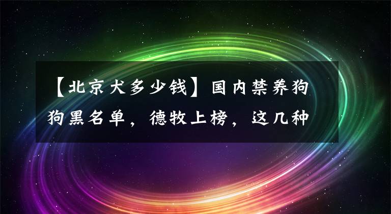 【北京犬多少錢】國內(nèi)禁養(yǎng)狗狗黑名單，德牧上榜，這幾種是“國貨之光”