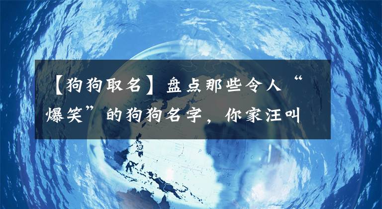 【狗狗取名】盤點(diǎn)那些令人“爆笑”的狗狗名字，你家汪叫什么？