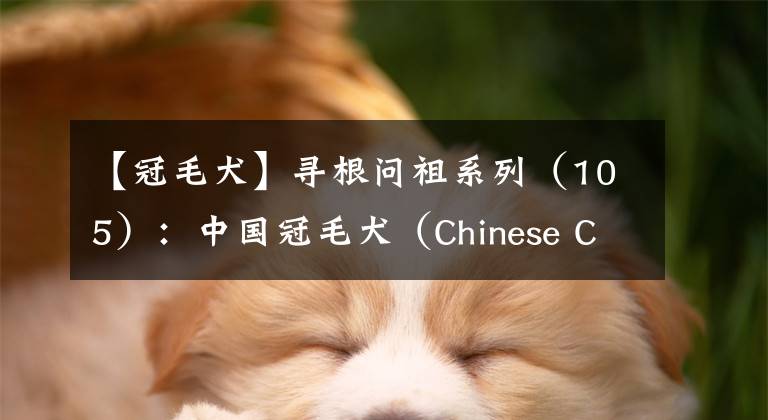 【冠毛犬】尋根問(wèn)祖系列（105）：中國(guó)冠毛犬（Chinese Crested）