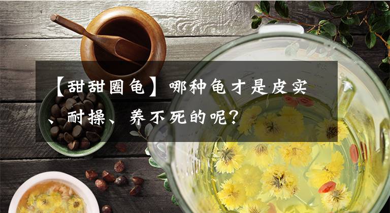 【甜甜圈龜】哪種龜才是皮實、耐操、養(yǎng)不死的呢？