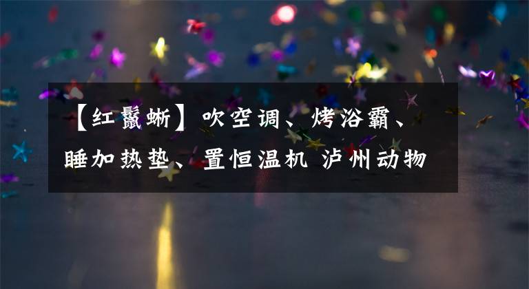 【紅鬣蜥】吹空調(diào)、烤浴霸、睡加熱墊、置恒溫機 瀘州動物過冬享受VIP待遇