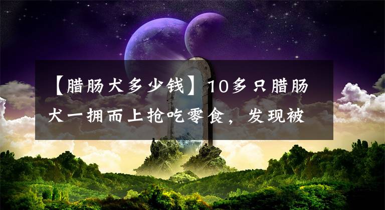 【臘腸犬多少錢】10多只臘腸犬一擁而上搶吃零食，發(fā)現(xiàn)被騙翻白眼轉(zhuǎn)頭走人