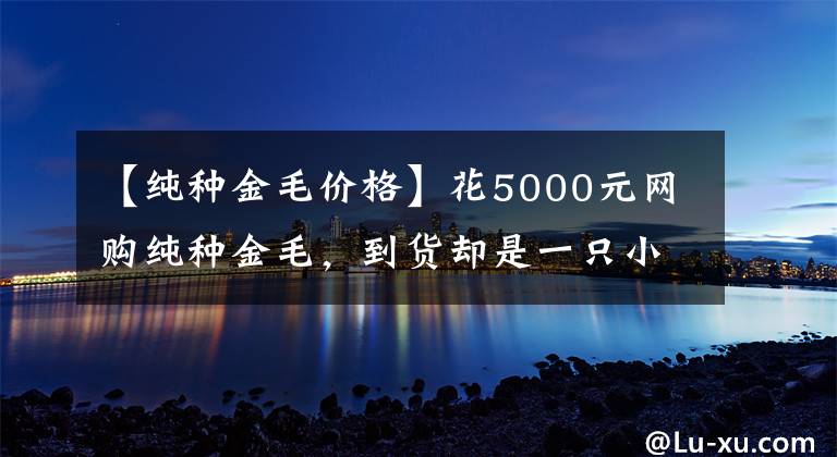 【純種金毛價格】花5000元網(wǎng)購純種金毛，到貨卻是一只小土狗，店主卻咬死是金毛！