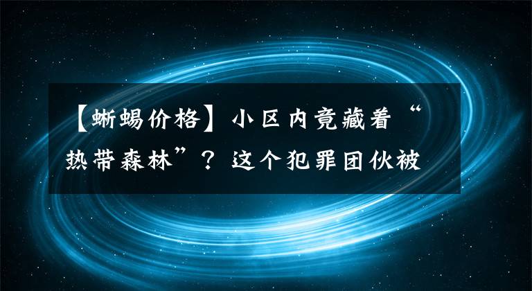 【蜥蜴價格】小區(qū)內(nèi)竟藏著“熱帶森林”？這個犯罪團伙被江門警方抓了，涉案值達1千多萬