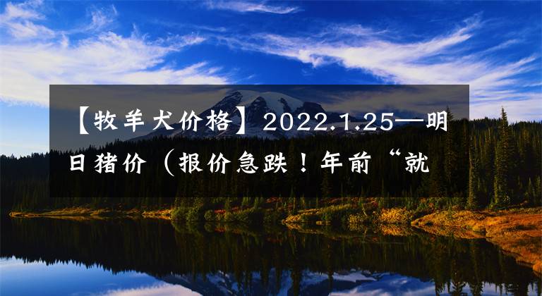 【牧羊犬價格】2022.1.25—明日豬價（報(bào)價急跌！年前“就這了”？）