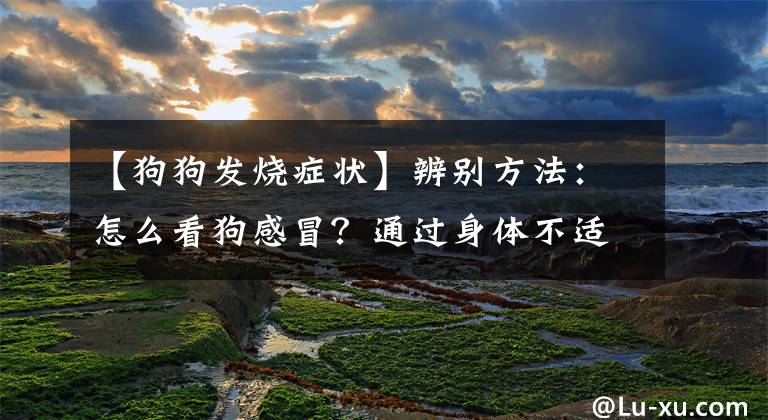 【狗狗發(fā)燒癥狀】辨別方法：怎么看狗感冒？通過身體不適的表現(xiàn)分析