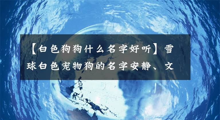 【白色狗狗什么名字好聽】雪球白色寵物狗的名字安靜、文靜、黏人-可愛