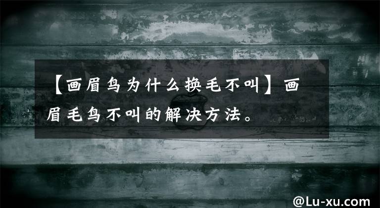 【畫眉鳥為什么換毛不叫】畫眉毛鳥不叫的解決方法。