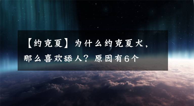 【約克夏】為什么約克夏犬，那么喜歡舔人？原因有6個(gè)