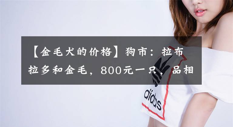 【金毛犬的價格】狗市：拉布拉多和金毛，800元一只，品相好被人全部預(yù)訂！