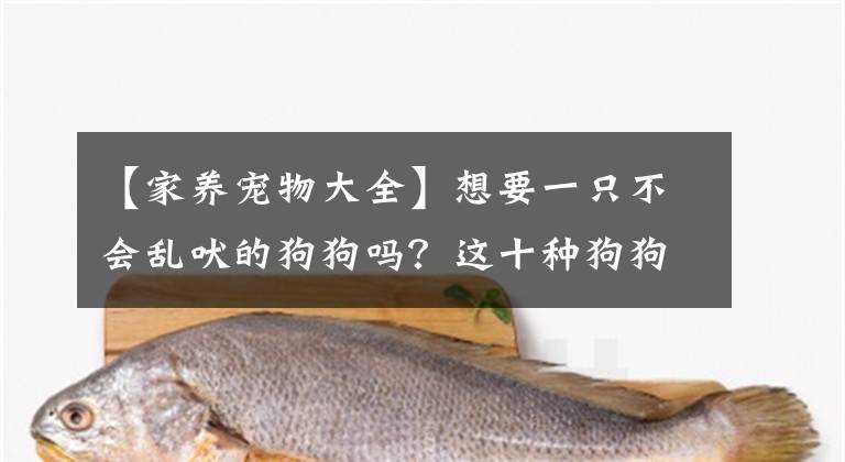 【家養(yǎng)寵物大全】想要一只不會亂吠的狗狗嗎？這十種狗狗是個(gè)好選擇，有你家那只嗎