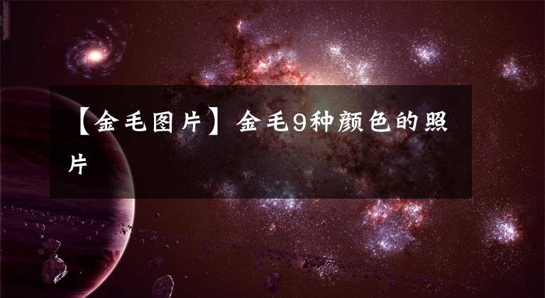 【金毛圖片】金毛9種顏色的照片