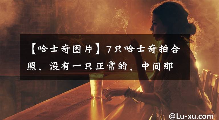 【哈士奇圖片】7只哈士奇拍合照，沒(méi)有一只正常的，中間那只二哈超搞笑！