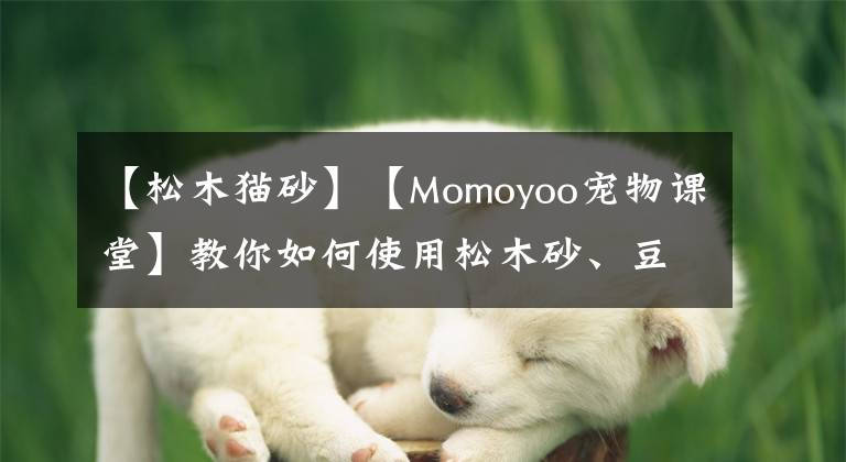 【松木貓砂】【Momoyoo寵物課堂】教你如何使用松木砂、豆腐砂以及沸石砂