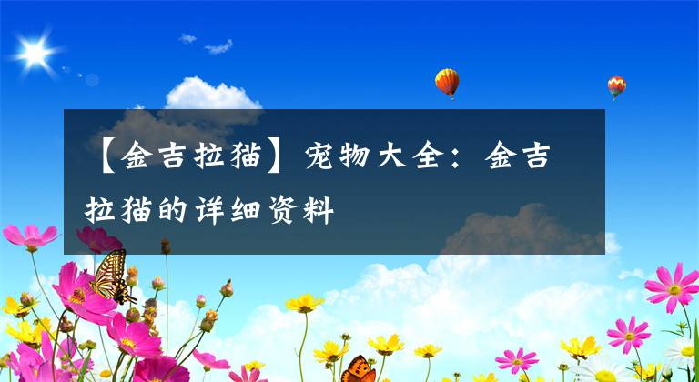 【金吉拉貓】寵物大全：金吉拉貓的詳細(xì)資料