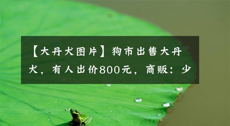 【大丹犬圖片】狗市出售大丹犬，有人出價(jià)800元，商販：少了1000不用談！