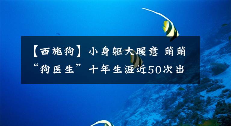 【西施狗】小身軀大暖意 萌萌“狗醫(yī)生”十年生涯近50次出勤記錄，這家人為何能堅持？