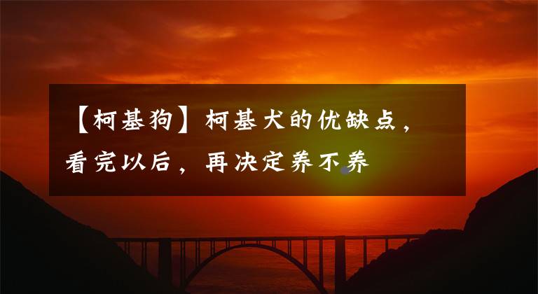 【柯基狗】柯基犬的優(yōu)缺點(diǎn)，看完以后，再?zèng)Q定養(yǎng)不養(yǎng)