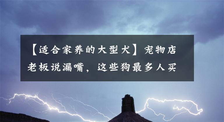 【適合家養(yǎng)的大型犬】寵物店老板說漏嘴，這些狗最多人買，好養(yǎng)又不貴