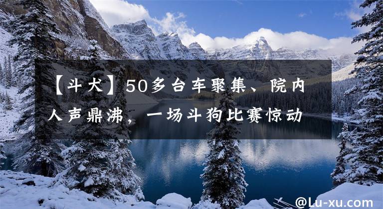 【斗犬】50多臺(tái)車聚集、院內(nèi)人聲鼎沸，一場(chǎng)斗狗比賽驚動(dòng)警方，現(xiàn)場(chǎng)曝光