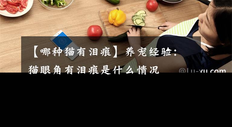 【哪種貓有淚痕】養(yǎng)寵經驗：貓眼角有淚痕是什么情況