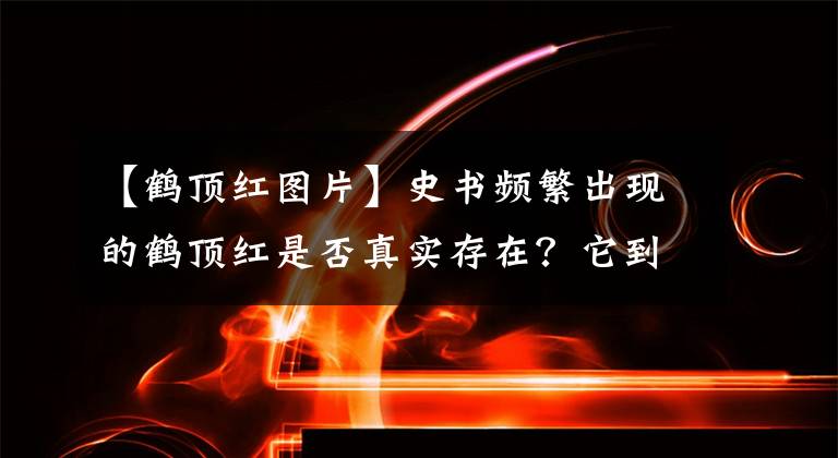 【鶴頂紅圖片】史書頻繁出現(xiàn)的鶴頂紅是否真實存在？它到底是什么？