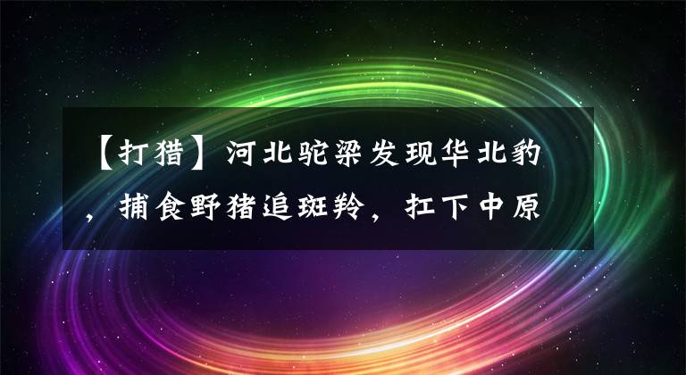 【打獵】河北駝梁發(fā)現(xiàn)華北豹，捕食野豬追斑羚，扛下中原森林的獸王大旗